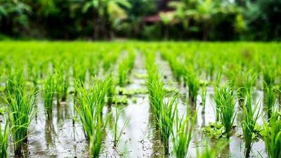 تولید برنج بدون سم در ۵ هزارهکتار اجرا شد