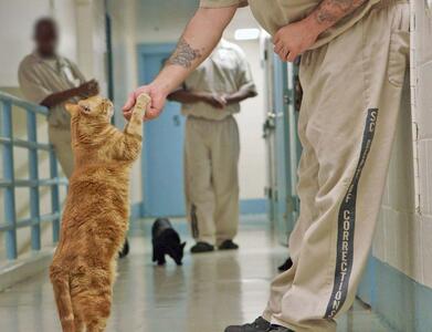 گربه برای اصلاح و کنترل رفتار زندانیان! (+عکس)