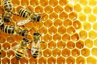 صادرات عسل قطع شد/ تولیدکنندگان عسل حال و روز مساعدی ندارند