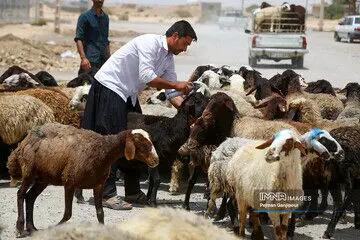 گوسفند زنده در تهران بین ۳۳۰ تا ۳۵۰ هزار تومان فروش می‎رود + جدول