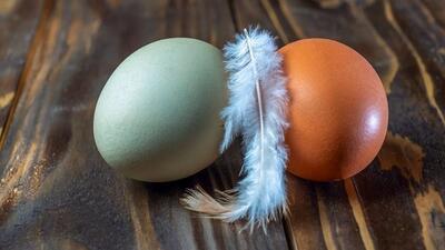 دلیل رنگ متفاوت تخم‌مرغ‌ ها چیست؟