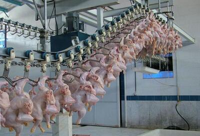 تولید گوشت مرغ در اردستان ۴۰ درصد افزایش یافت