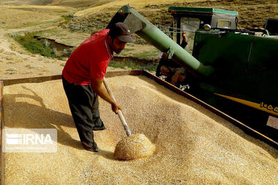 خرید گندم در اصفهان از مرز ۱۲۰ هزار تن گذشت