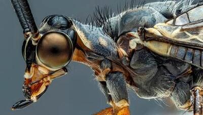مورچه‌ گیر: این شکارچی یک سنجاقک نیست/ تصاویر