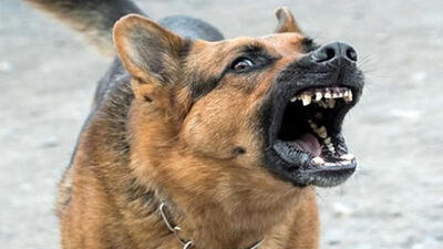 حمله خونین سگ وحشی به 11 مرد در کارواش + جزییات