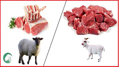 روش تشخیص گوشت گوسفند از میش و بز