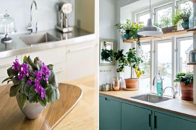 گیاهان مناسب برا اپن آشپزخانه / انتخاب واس این فضا باید مینیمال باشه گل یوقور خوب نیس