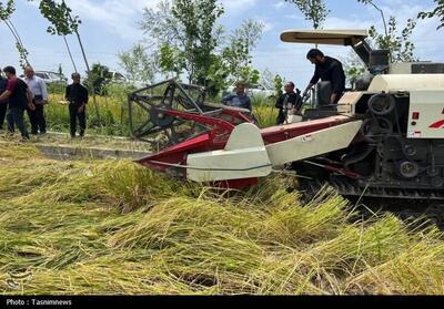 برداشت مکانیزه برنج در مازندران آغاز شد- عکس صفحه استان تسنیم | Tasnim