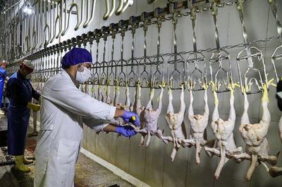صادرات مرغ شدت یافت؛ منتظر ارزانی باشیم؟