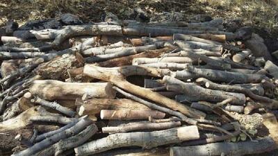 کشف ۴۴۵ کیلوگرم چوب تاغ قاچاق در شاهرود