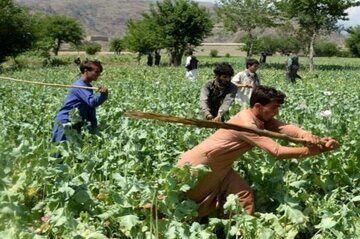 طالبان مزارع خشخاش را نابود کرد