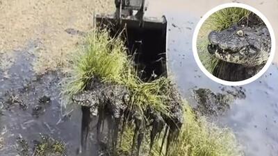فیلم| لحظه‌ای که بیل مکانیکی تمساح زنده را در بستر رودخانه پیدا کرد