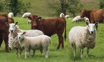 قیمت هر کیلوگرم گوسفند زنده و گوساله اعلام شد - عصر خبر