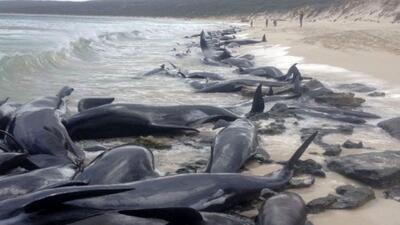 مرگ 65 نهنگ خلبان/نجات دوست؛ بلای جان شد+عکس و فیلم