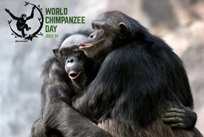 ۱۴ ژوئیه روز جهانی شامپانزه است
