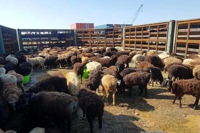 آخرین قیمت دام زنده و لاشه گوسفند/ کاهش خرید گوسفند زنده در محرم