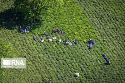 ۸۴ هزار تن برگ سبز چای از چایکاران شمال کشور خریداری شد