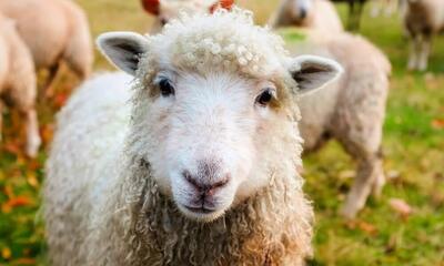 قیمت هر کیلوگرم گوسفند زنده اعلام شد