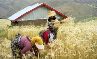 پیش‌بینی افزایش ۶ میلیون تنی تولید گندم از اراضی دیم کشور تا سال ۱۴۰۵