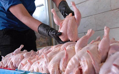 رییس اتحادیه فروشندگان مرغ و ماهی: مرغ را از این قیمت گران‌تر نخرید