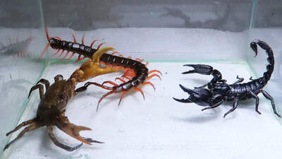 ویدیویی از نبرد حیوانات/مبارزه بین عقرب و خرچنگ ،کدام یک پیروز میدان هستند ؟ - مه ویدیو