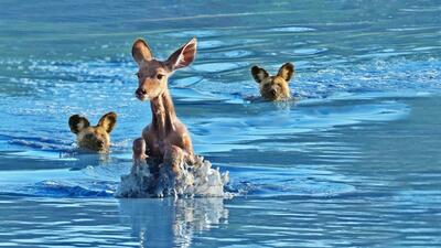 شکار بزآهو توسط سگ‌های وحشی در وسط رودخانه + فیلم | رویداد24