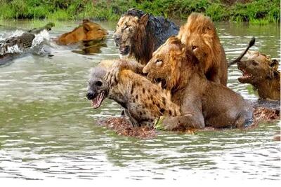 جذابیت‌های حیات وحش؛ شیرها زورشون به کفتار نرسید کشوندنش زیر آب شرحه‌اش کنن