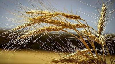 پیش‌بینی افزایش ۶ میلیون تنی تولید گندم از اراضی دیم کشور تا سال ۱۴۰۵