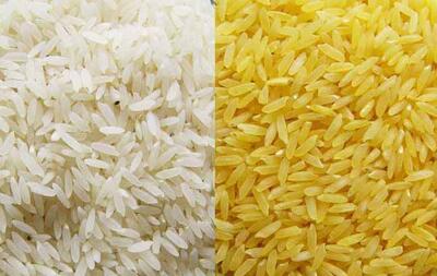 ماجرای واردات برنج طلایی تراریخته به کشور چه بود؟