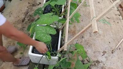 (ویدئو) روش جالب کشاورز ویتنامی برای پرورش کدوتنبل روی داربست در حیاط