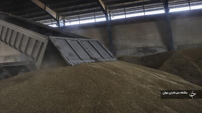 ۴۹ هزار تُن گندم از کشاورزان میاندوآبی خریداری شد