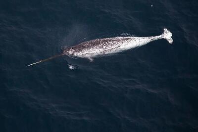 لحظه پیدا شدن یک نوک‌نهنگ بیل‌دندان | نادرترین نهنگ دنیا مرده پیدا شد +ویدئو