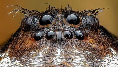 عنکبوت گرگی: شکارچی چابک دنیای تاریکی (عکس)