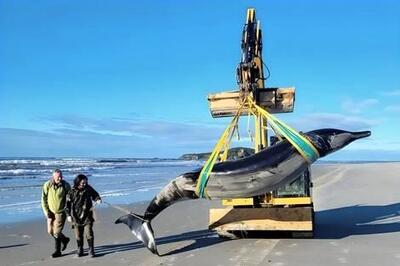 (ویدئو) نوک‌نهنگ بیل‌دندان، نادرترین و مرموزترین نهنگ جهان مُرده پیدا شد