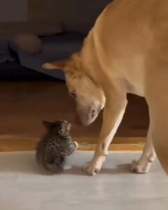 (ویدئو) دفاع جانانه یک سگ از بچه گربه برابر مادرش!