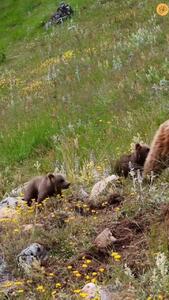 (ویدئو) خرس مادر و دو فرزندش در ارتفاعات البرز