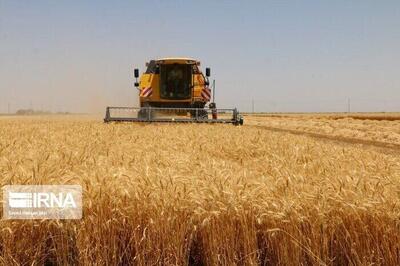 خرید ۱۴ هزار تن گندم از کشاورزان میاندورودی