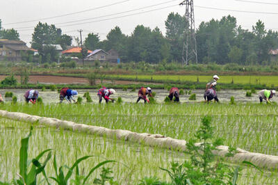 ۲۱۵ هزار هکتار از اراضی کشاورزی مازندران زیرکشت برنج رفت