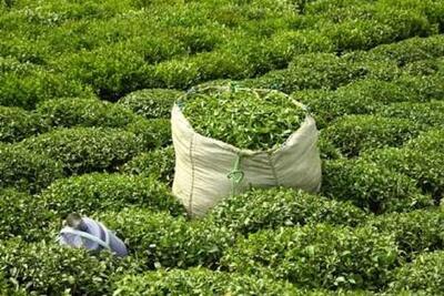 سریلانکا بدهی ۵۵ میلیون دلاری به ایران را با چای پرداخت