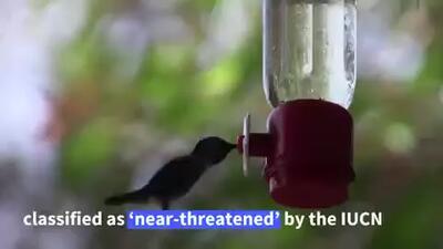 صف کشیدن توریست‌ها در کوبا برای دیدن ریزترین پرنده جهان