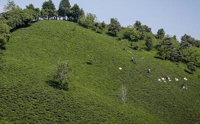 رکورد خرید تضمینی برگ سبز چای از چایکاران کشور - شهروند آنلاین