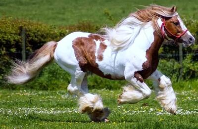 پرورش اسب؛ اسب هایی که زیبایی و وقار رو به حد اعلاء رسوندنو خیلی باشکوه راه میرن