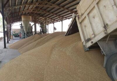 خرید گندم در همدان از مرز ۲۰۰ هزار تن گذشت