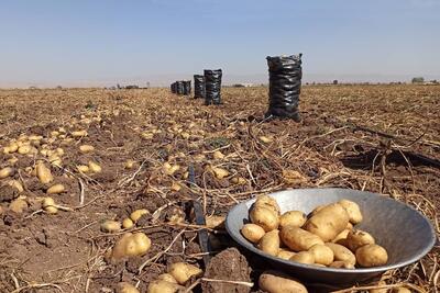 هزار و ۳۰۰ تُن سیب زمینی روی دست کشاورزان استان گلستان باقی مانده است