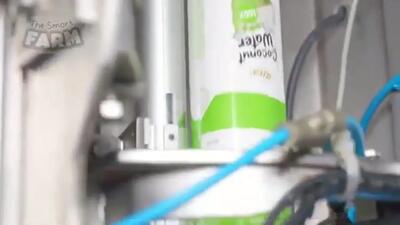 (ویدئو) فرآیند برداشت و پردازش نارگیل برای تولید روغن، شکر و شیر نارگیل