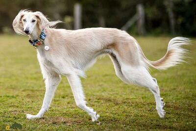 (تصاویر) سگ بلوچی یا تازی ایرانی؛ سگ منحصری که ملکه انگلیس عاشق آن بود