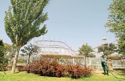 درختان تهران از تابستان گرم چگونه جان سالم در می‌برند؟