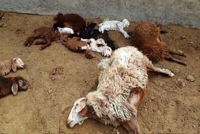 ۲۸ راس گوسفند در برخورد با خودرو در بهاباد یزد تلف شدند