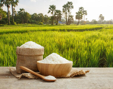 استاندار گیلان: حمایت از شالیکاران با تنظیم بازار برنج تداوم می‌یابد