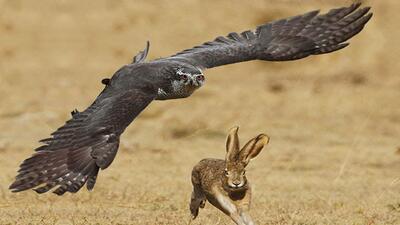 ببینید | تصاویری حیرت‌انگیز از لحظه حمله عقاب به سمت خرگوش